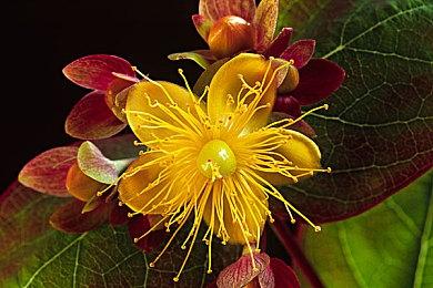 《神鬼寓言》系列制作人承认自己确实说到做不到